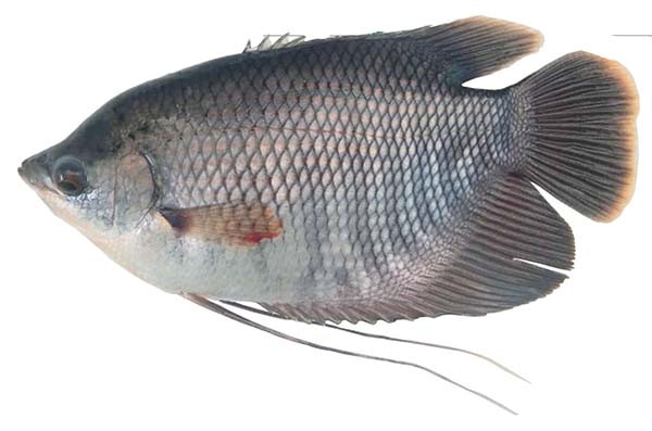 Banyak penyakit ikan gurame yang harus diwaspadai