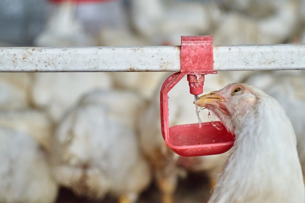 Vaskin ayam broiler melalui air minum