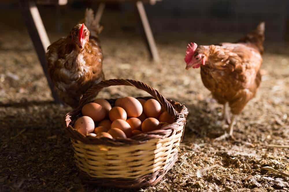 Jenis ayam petelur dan keranjang yang berisi telur