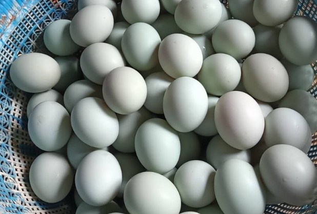 Salah satu jenis telur bebek adalah bebek mojosari