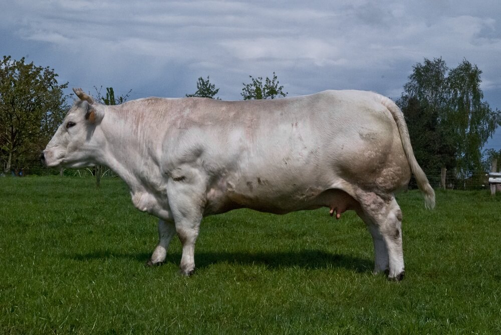 Belgian blue cow memiliki tubuh berotot dan besar