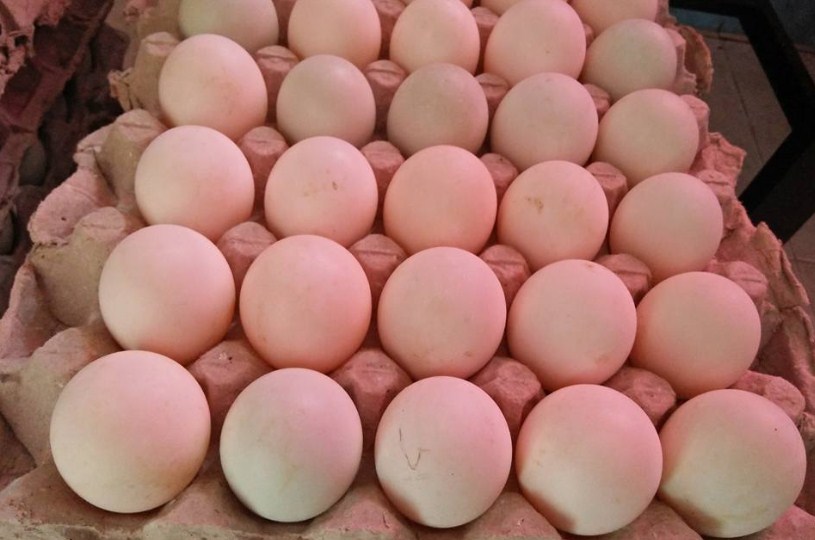 Bebek bali menjadi salah satu jenis telur bebek yang populer