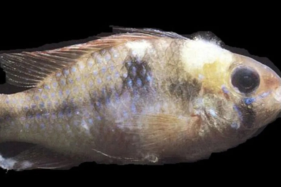 Salah satu penyakit ikan nila yang sering terjadi adalah epistylis spp