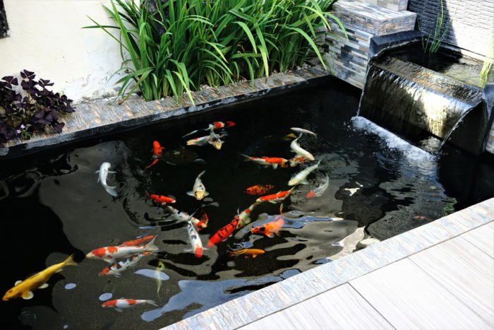 Kolam ikan minimalis bisa dibuat di depan rumah