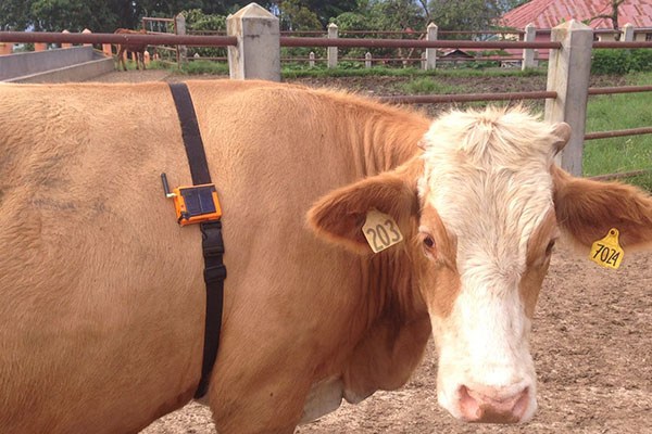 Salah satu teknologi peternakan sapi yang canggih adalah smarternak