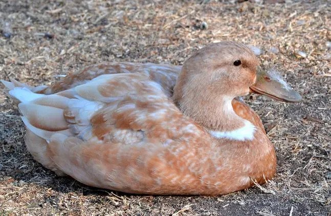 Bebek buff orpington adalah jenis telur bebek yang berasal dari Inggris