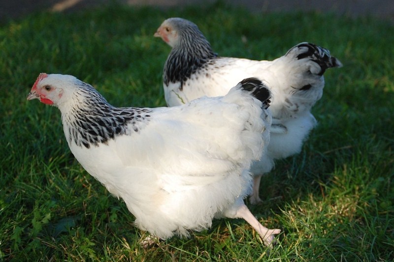 Jenis ayam petelur berbulu putih adalah ayam sussex