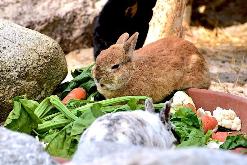 Cara merawat kelinci dengan mengetahui jenis makanan yang tidak boleh diberikan