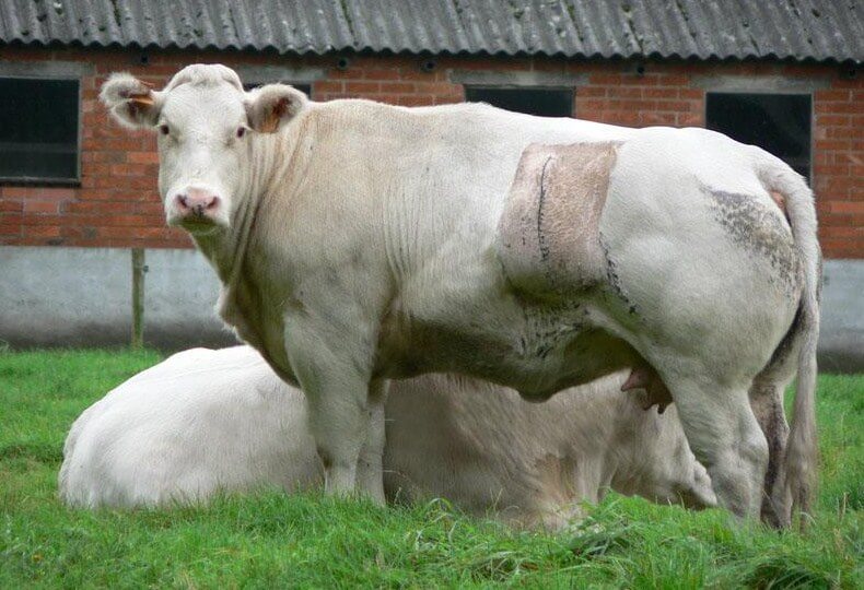 Kelahiran belgian bluw cow dengan operasi