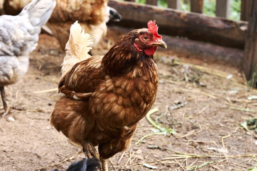 Ayam ross brown terkenal dengan warna tubuhnya yang coklat