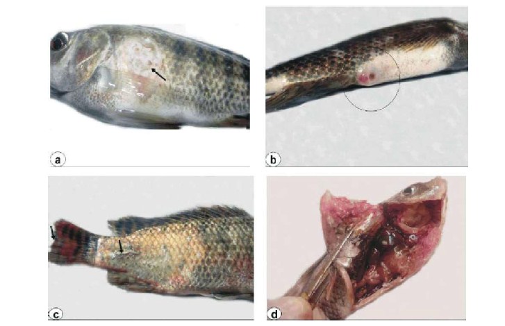 Penyakit ikan nila yang berbahaya lainnya adalah pseudomonas