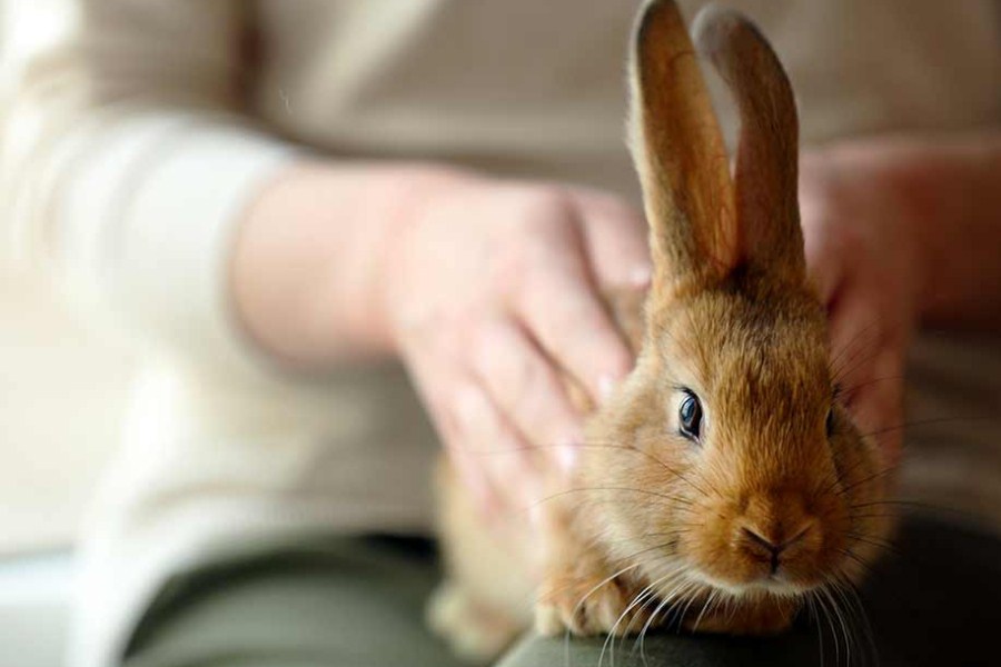 Cara merawat kelinci dengan rutin mengajak bermain
