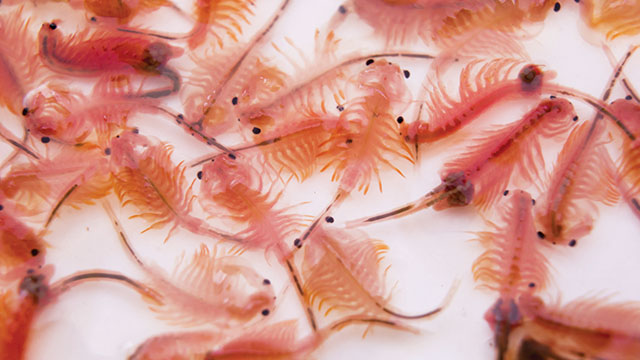 Artemia bisa dicoba untuk pakan ikan cupang