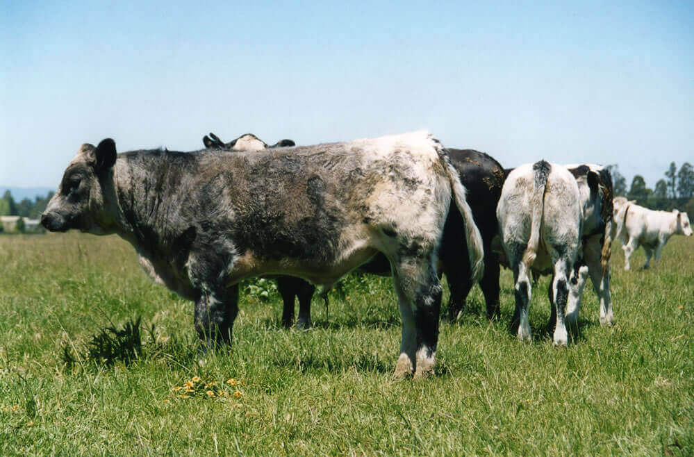 Banyak keunggulan belgian blue cow yang wajib diketahui