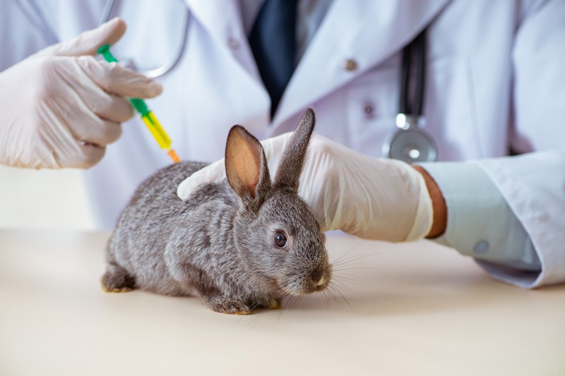 Cara merawat kelinci yang terakhir adalah memberikan vaksin