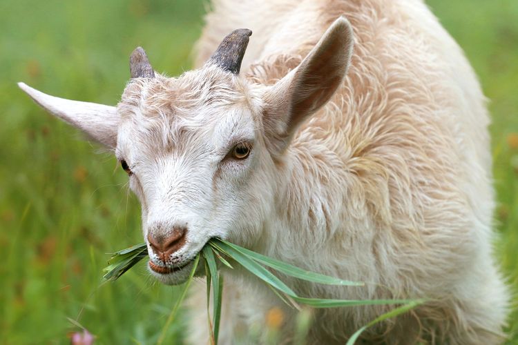 Banyak jenis makanan kambing yang wajib diketahui