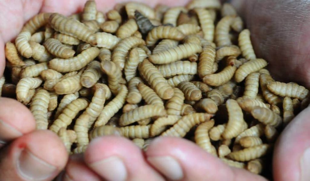 Langkah-langkah cara ternak maggot penting dilakukan dengan baik dan benar