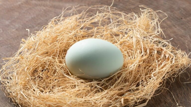 Banyak jenis telur bebek di pasaran yang wajib diketahui