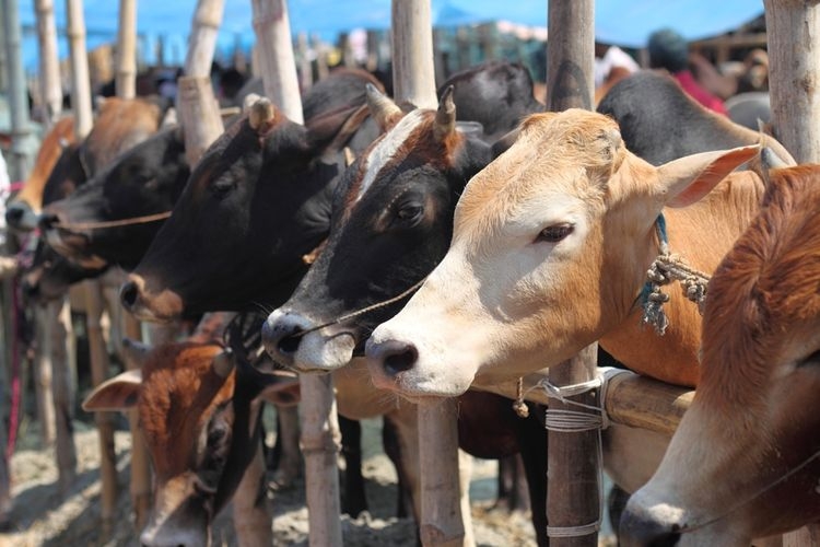 Teknologi peternakan sapi penting digunakan peternak sapi