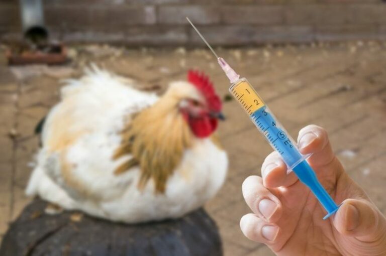 cara melakukan vaksin ayam broiler harus dilakukan dengan benar