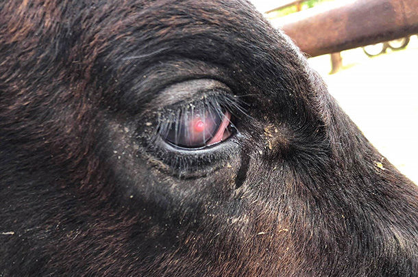 Penyakit pink eye menjadi salah satu penyakit ternak ruminansia yang sering terjadi
