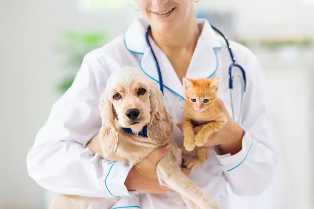 Lisensi serta akreditasi sangat penting saat memilih klinik dokter hewan