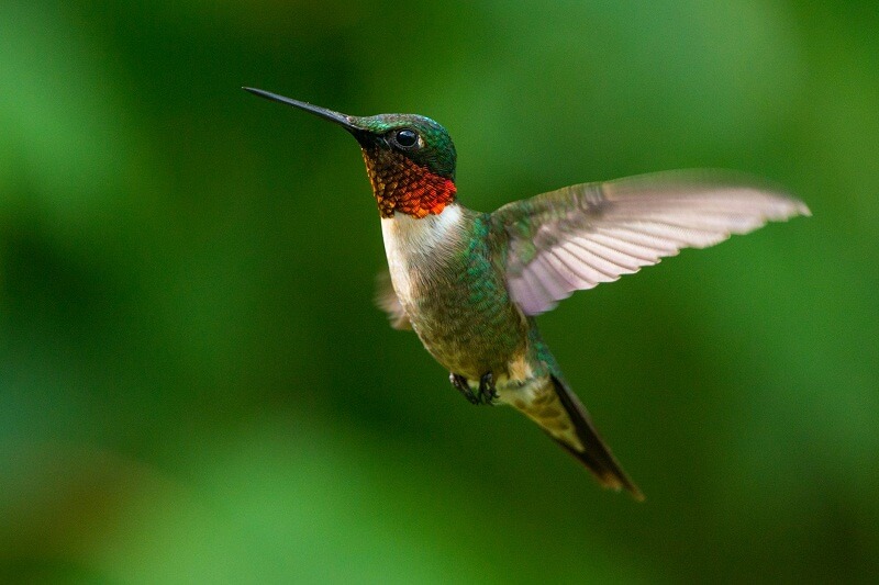 burung kolibri tidak memakan biji-bijian sama sekali melainkan nektar bunga