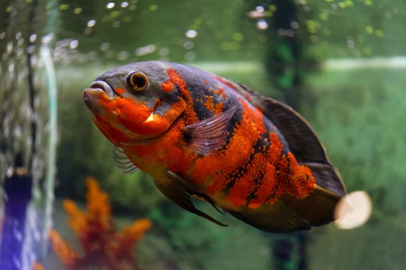 ikan Oscar merupakan salah satu jenis ikan predator air tawar yang berasal dari keluarga Cichlidae