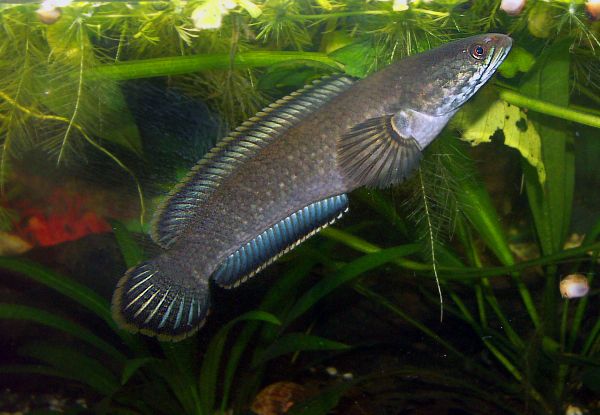 Ikan channa gachua menjadi salah satu jenis ikan channa termahal di dunia