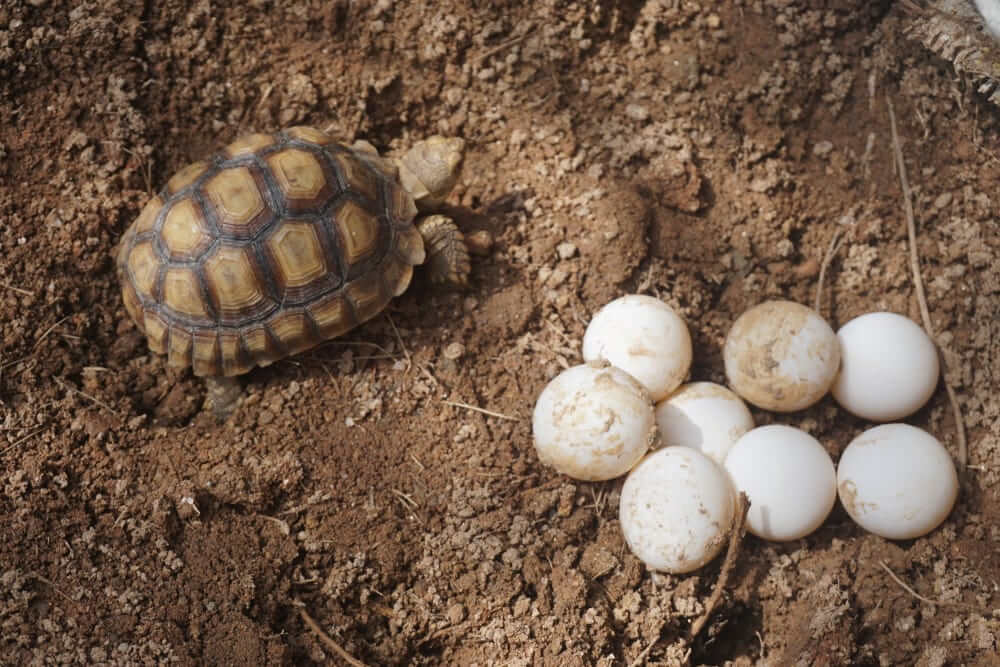 Ada beberapa ciri telur kura kura yang bagus
