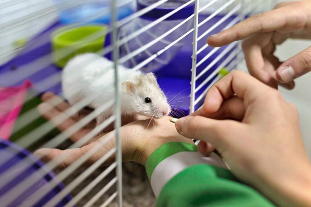 Ciri ciri hamster stress seperti tidak mau makan