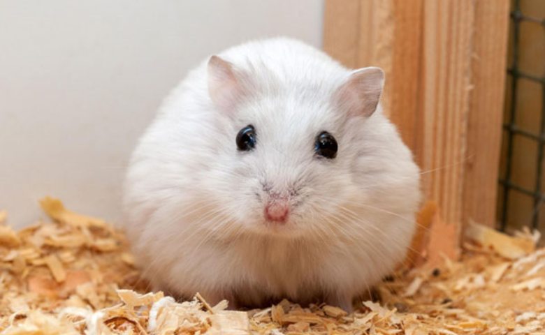 Peningkatan berat badan menjadi ciri ciri hamster hamil