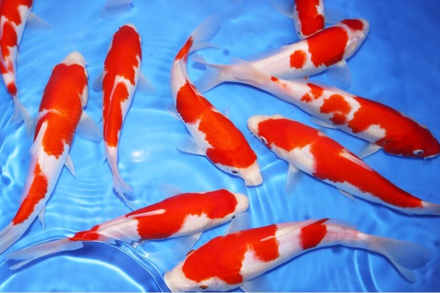 Ikan Koi Kohaku merupakan jenis ikan koi yang paling mudah ditemukan