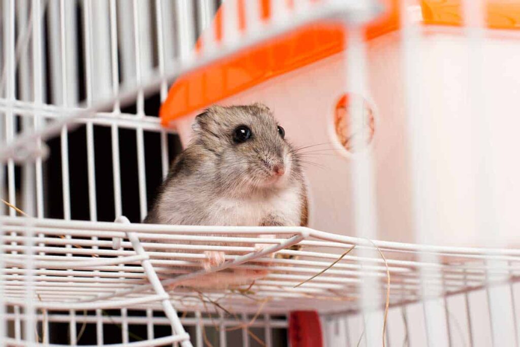 Adapun suhu kandang yang disukai hamster adalah 18-16 derajat Celcius dengan kelembaban sekitar 40-70%