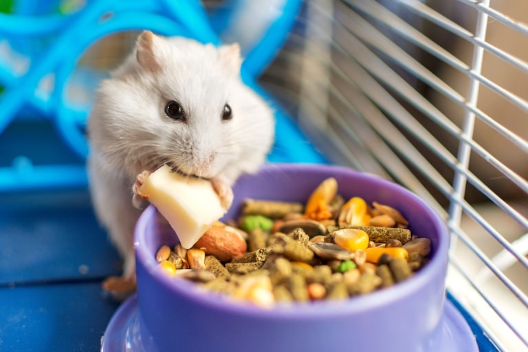 beri makanan yang sehat dan berkualitas agar hamster slelau sehat