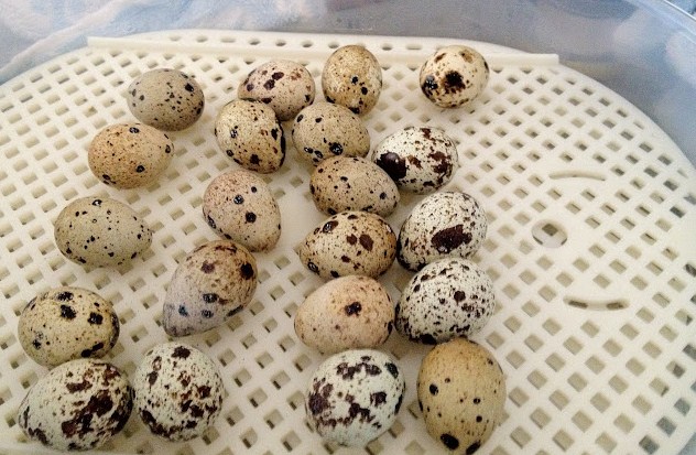 Di hari ke-14, telur puyuh harus dibalik untuk terakhir kalinya