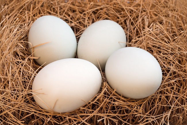 Kualitas telur menentukan cara menetaskan telur bebek