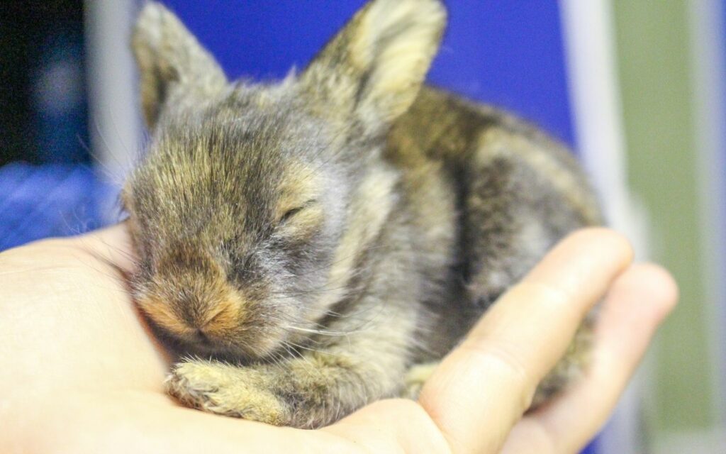 Cara merawat anakan kelinci dengan mengecek kondisinya