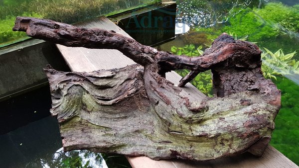Kayu bakau (driftwood) menjadi salah satu jenis kayu untuk aquascape yang wajib dicoba