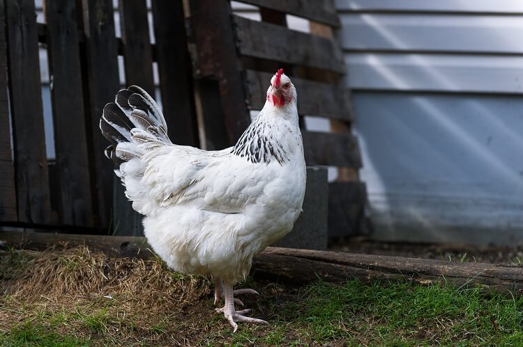 Ayam h&w nick atau ayam sussex adalah ayam unik dari eropa.