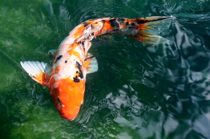 ikan koi hamil juga biasa menunjukkan perubahan corak warna