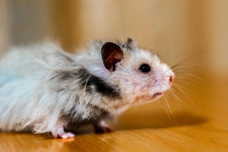 Ciri-ciri hamster stress adalah adanya bulu rontok