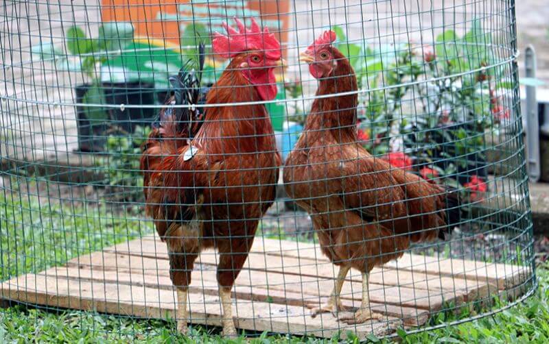 Ayam merawang menjadi jenis ayam kampung dari Bangka Belitung