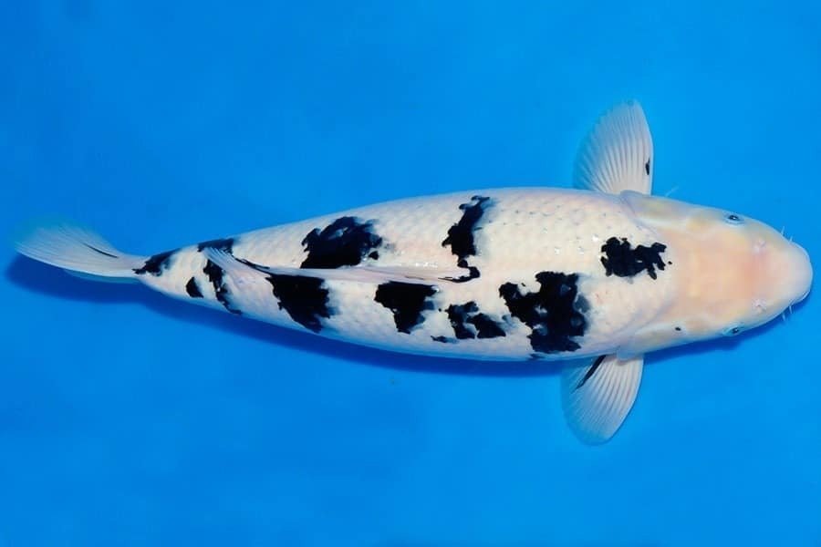 Bekko adalah jenis ikan koi yang memiliki dua warna yaitu warna putih dan hitam