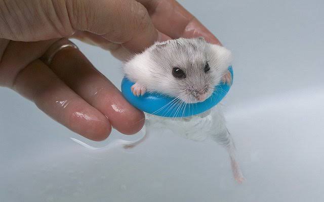 Pastikan hamster yang dimandikan tetap bisa berdiri dengan tenang tanpa harus berenang ataupun ketakutan
