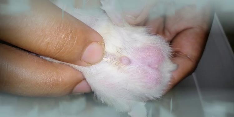Perut yang menonjol menjadi salah satu ciri ciri hamster hamil