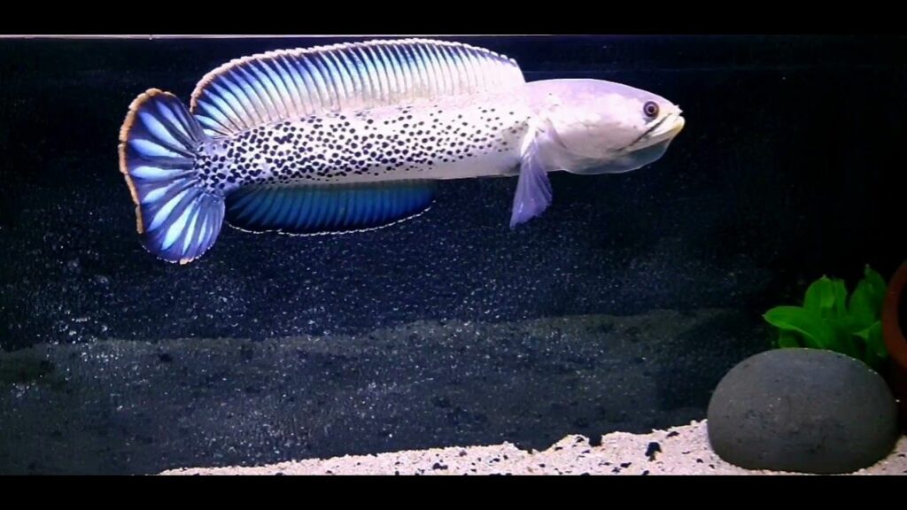 Ikan channa stewartii menjadi salah satu ikan channa termahal di dunia