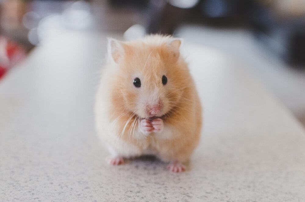 Badan hamster tremor menjadi salah satu ciri ciri hamster stress