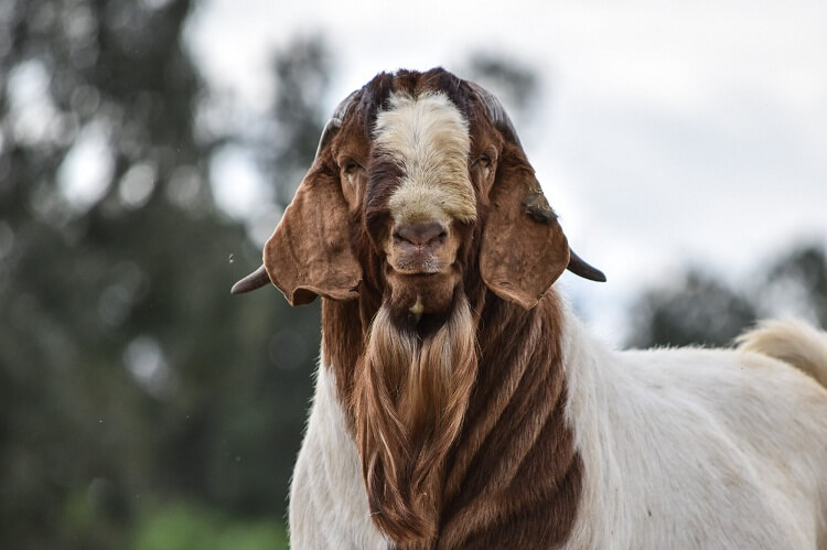 Ciri kambing boer asli memiliki bulu halus pendek