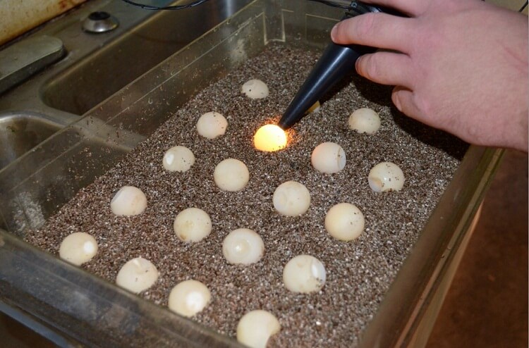 Inkubasi telur kura kura juga penting dilakukan